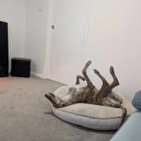 Photo of Roz, The Cat Friendly Greyhound