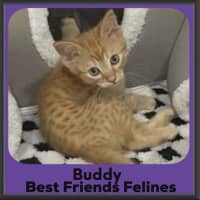 Photo of Buddy