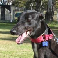 Photo of Chicane The Greyhound