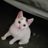 Photo of Baxter