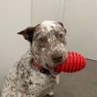 Photo of Willow   5 Year Old Cattle Dog X Kelpie