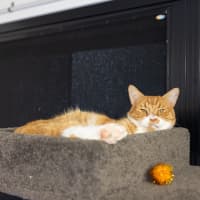 Photo of Cheeto