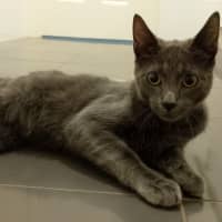 Photo of Stripey Gazza