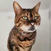 Photo of Apollo