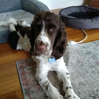Photo of Alfie