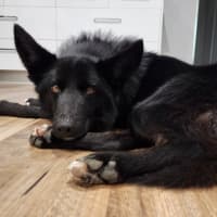 Photo of Pumba
