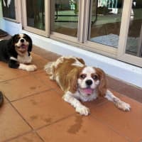 Photo of Oscar & Tango