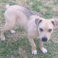 Photo of Zayne ~ 4 Month Old Male Staffy X