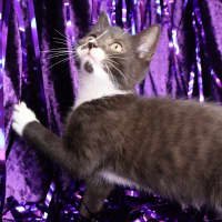 Photo of Rivet