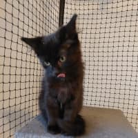 Photo of Benji (Female)