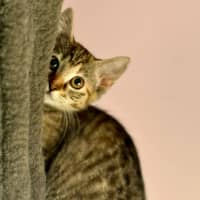 Photo of Amelia   In Foster Care In Templestowe