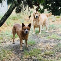 Photo of Rusty