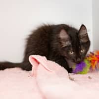 Photo of Gremlin