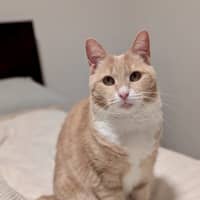 Photo of Peaches