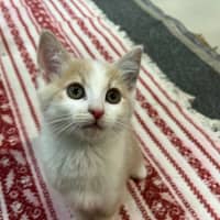 Photo of Thor