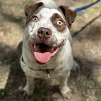 Photo of Humphrey