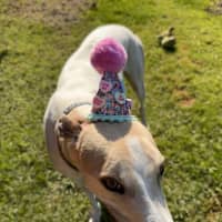 Photo of Cleo, The Greyhound