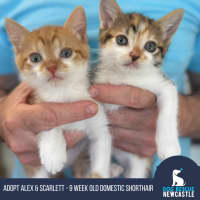 Photo of Alex And Scarlett   9 Week Old Domestic Shorthairs