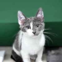 Photo of Murray