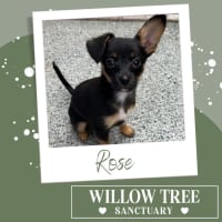Photo of Rose