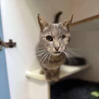 Photo of Duman