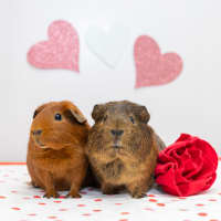 Photo of Cadbury