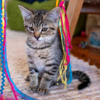 Photo of Fitz