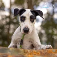 Photo of Roger   1 Year Old Mixed Breed