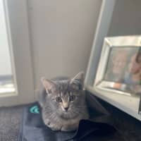 Photo of Princess Meet Me@Petstock Mornington Nepean Hwy 