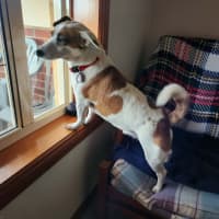 Photo of Teddy