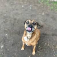 Photo of Buddy
