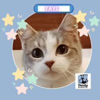 Photo of Faye ^^Dandy Cat Rescue^^