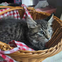 Photo of Talon