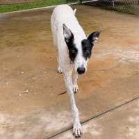 Photo of Tulip The Greyhound