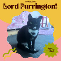 Photo of Lord Purrington 🙌🔥