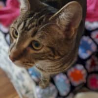 Photo of Shanti