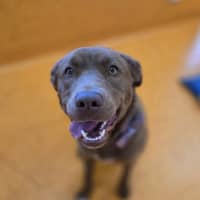 Photo of Ivy