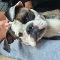 Photo of Lola