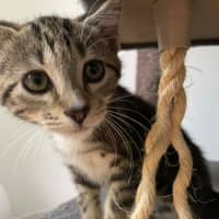 Photo of Sailor   In Foster Care In Bentleigh East