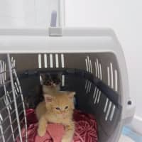 Photo of Huxley