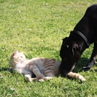 Photo of Ziggy And Zepha