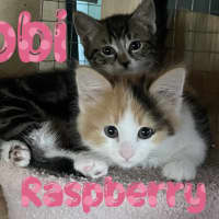 Photo of Raspberry