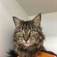 Photo of Izzy