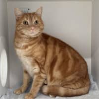 Photo of Toto