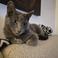 Photo of Blue