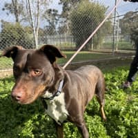 Photo of Whisky (Jameson)