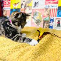 Photo of Strawberry   Located In Preston 