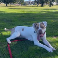 Photo of Bellie
