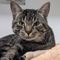 Photo of Atlas