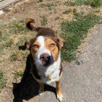 Photo of Ace